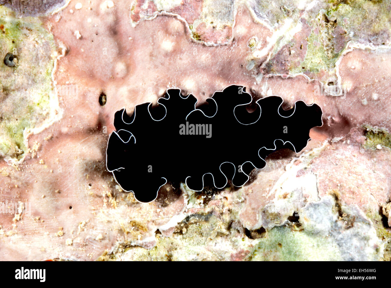 Undescribed species of Marine Flatworm, Probably Phrikoceros sp., Pseudoceros or Pseudobiceros sp. Stock Photo