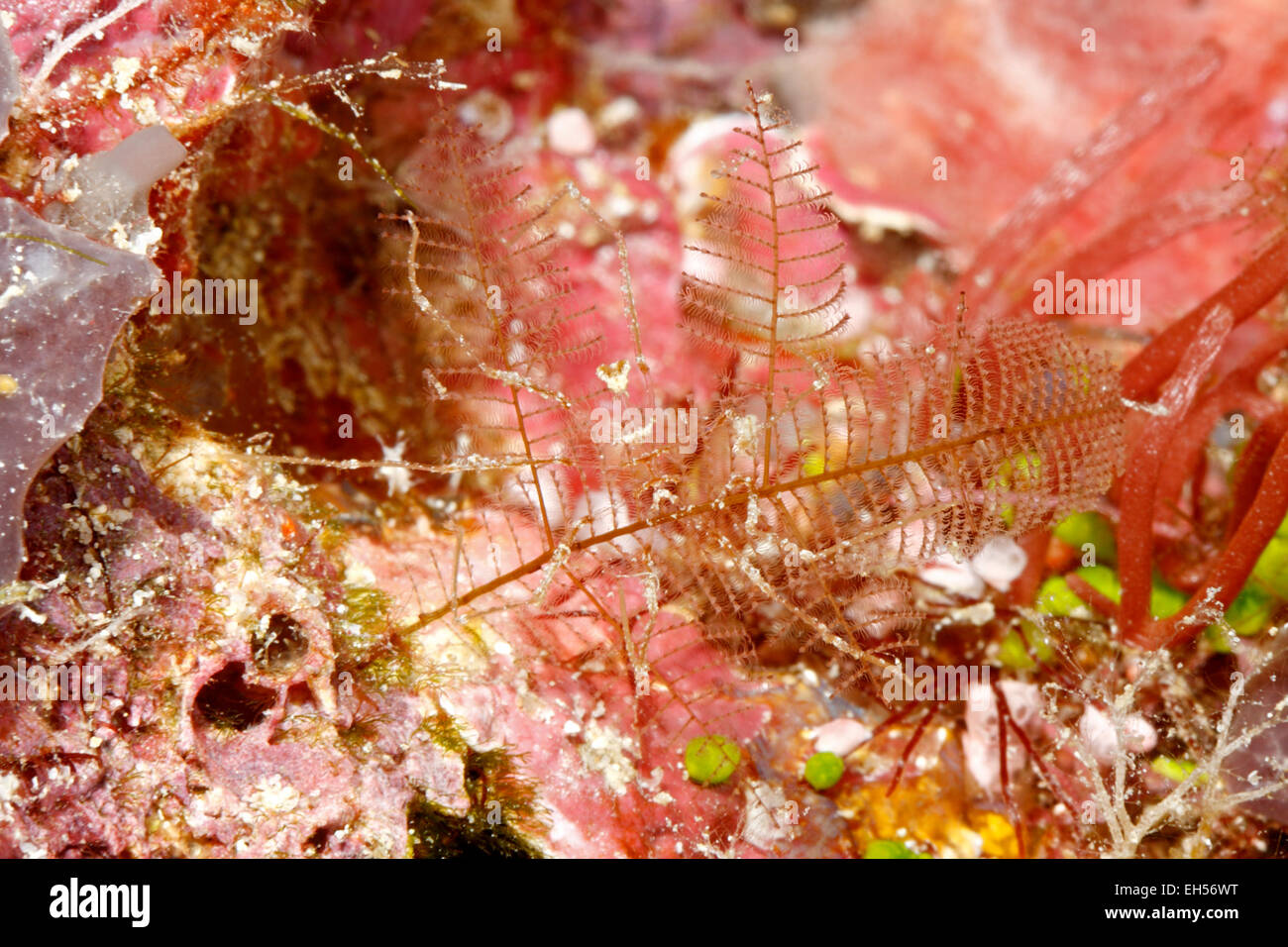 Pycnogonid, or Sea Spider, camouflaged on a hydroid. Stock Photo