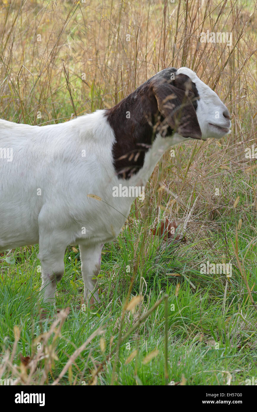 Black and white goats climbing hi-res stock photography and images - Alamy