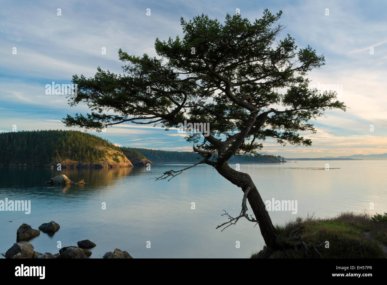 A silhouette of a tree along Bowman Bay on Whidbey Island, Washington. USA Stock Photo