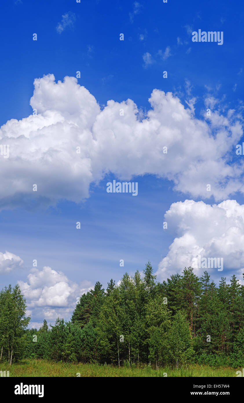 Forest landscape with birches, pines, blue sky and white clouds Stock ...