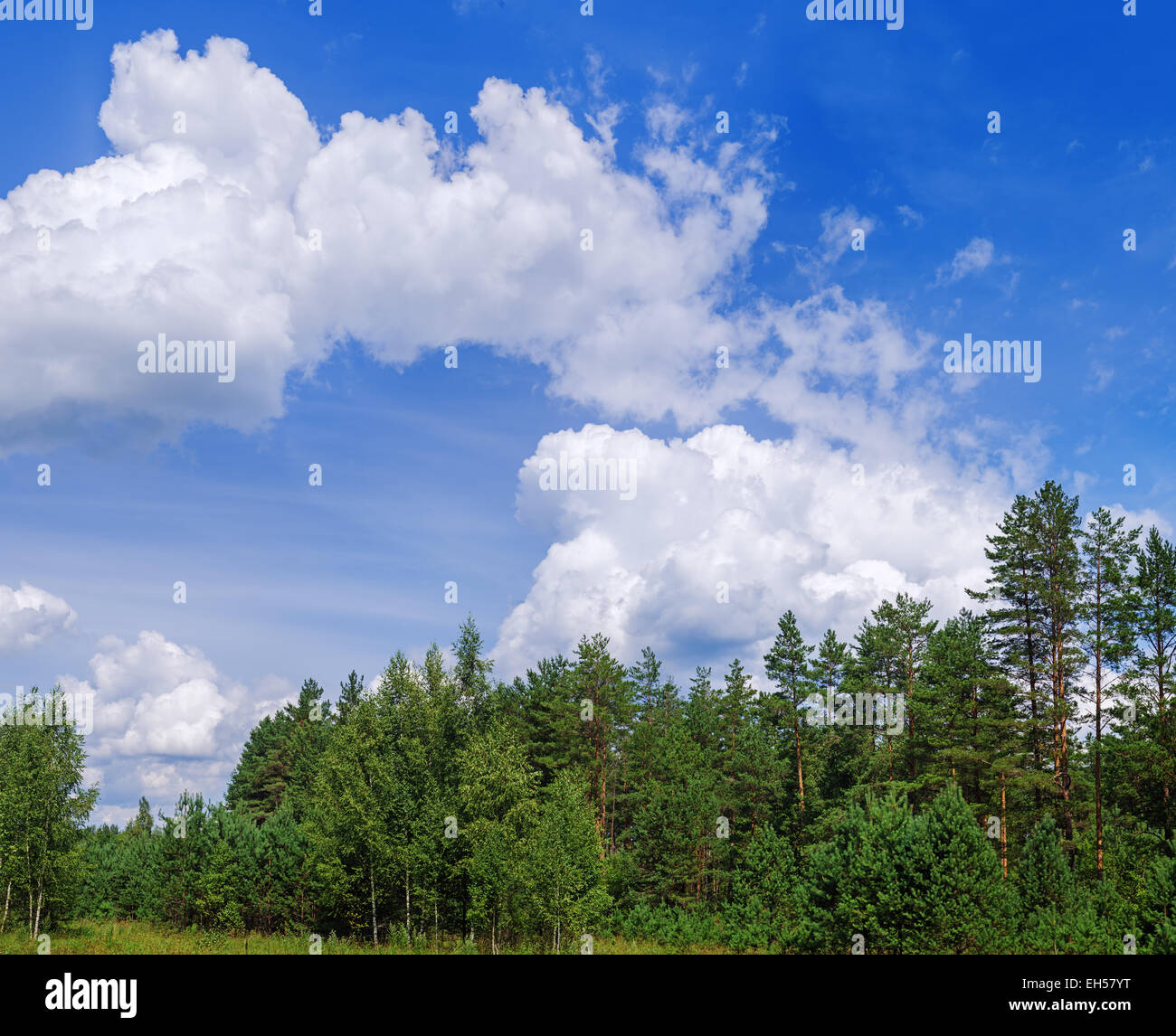 Forest landscape with birches, pines, blue sky and white clouds Stock ...