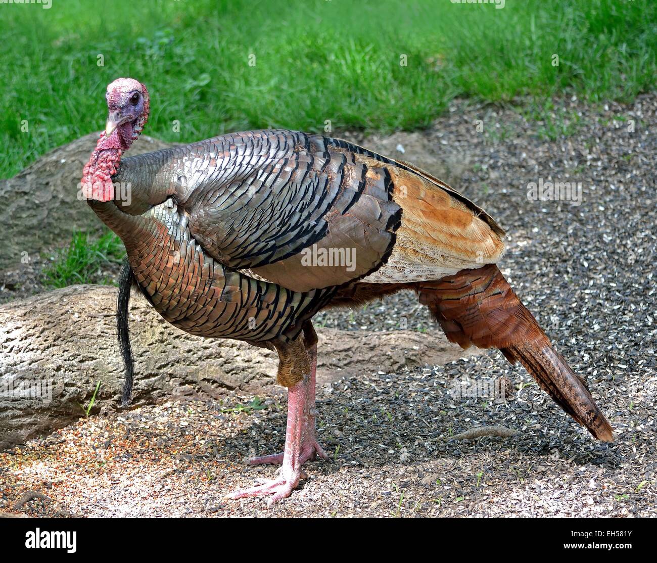 Closeup of a wild tom turkey Stock Photo Alamy