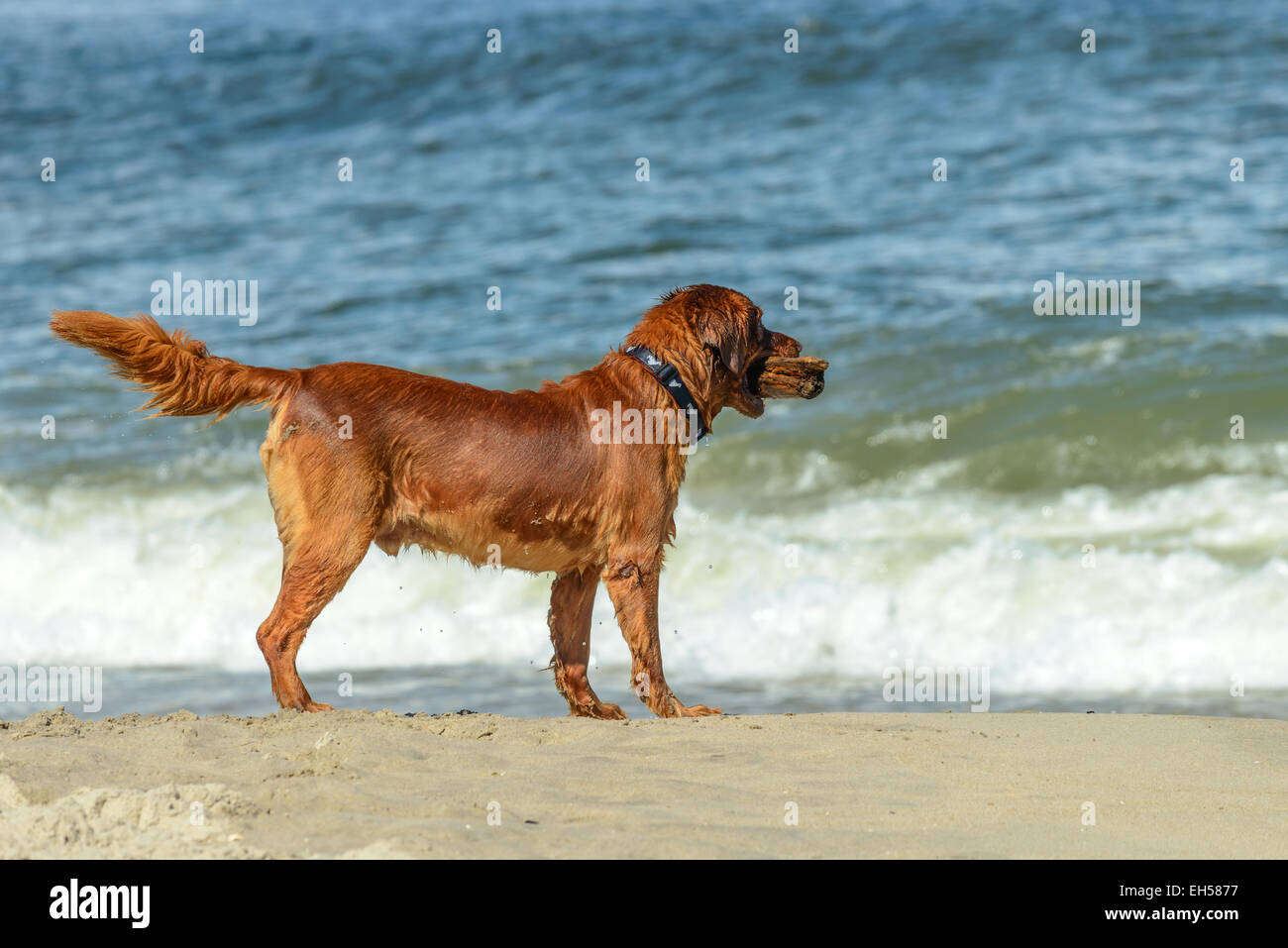 Beautiful Golden Retriever dog playing on the beach with a stick Stock ...