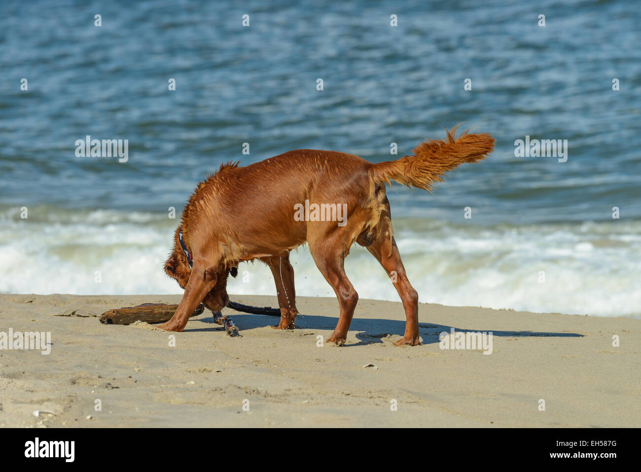 Beautiful Golden Retriever dog playing on the beach with a stick Stock ...