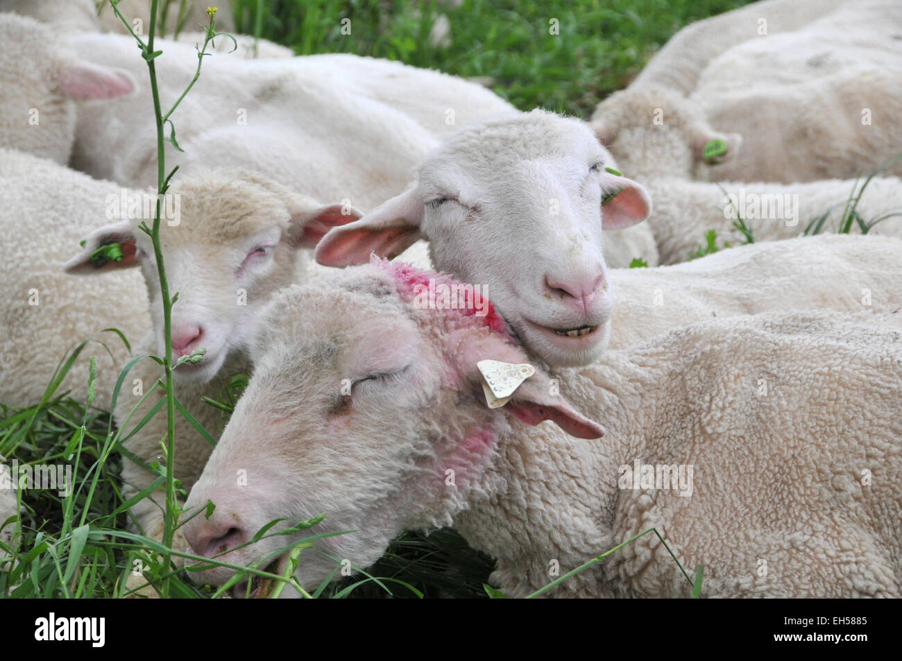 Lambs and Sheep Stock Photo Alamy