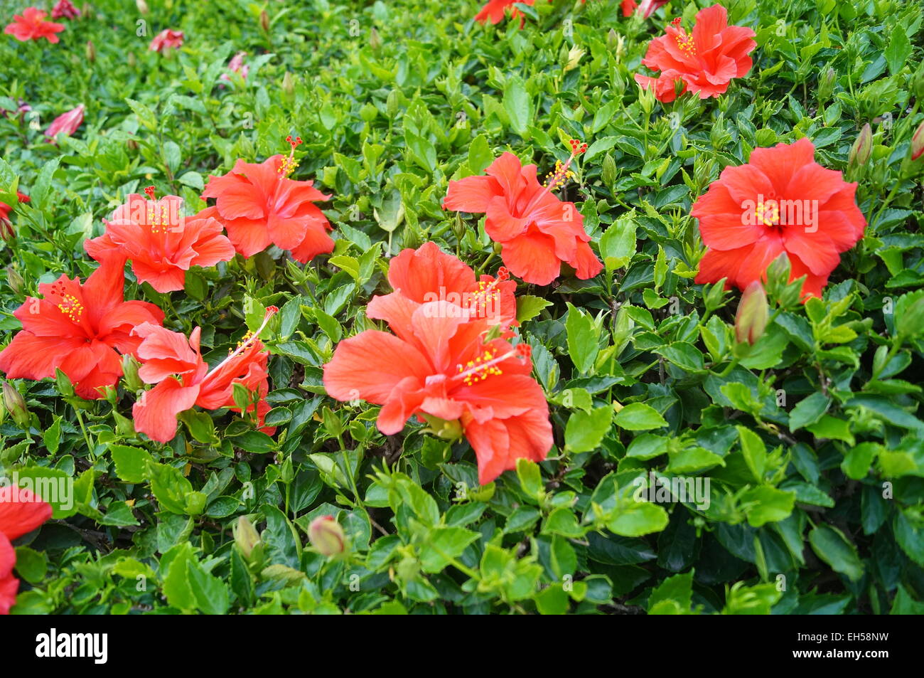 Red flowers plants hi-res stock photography and images - Alamy