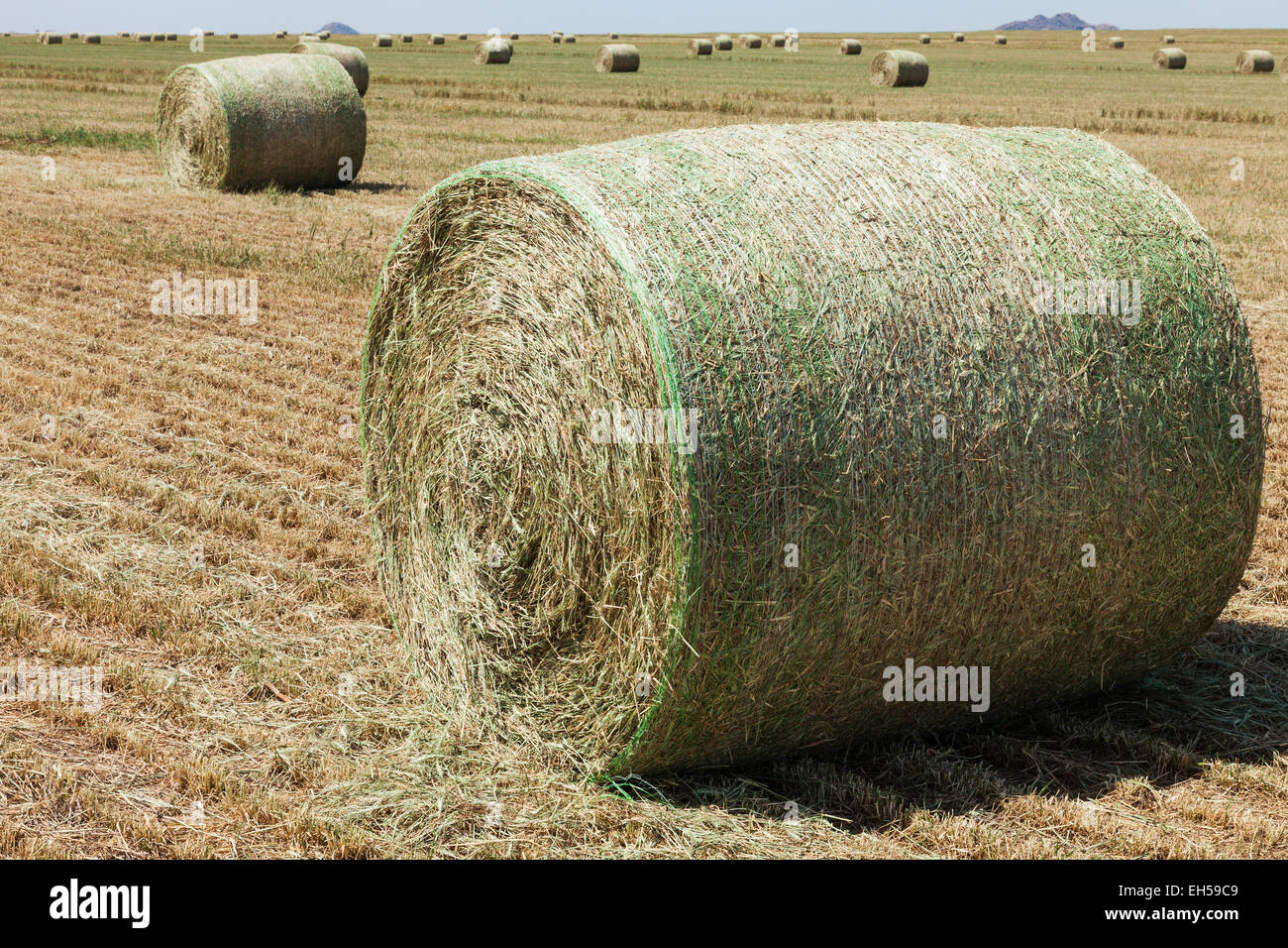 Round bales of hay in freshly cut hay field in Oklahoma Stock Photo Alamy
