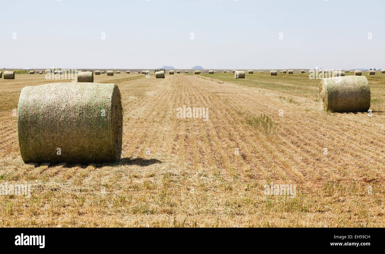Round bales of hay in freshly cut hay field in Oklahoma Stock Photo Alamy