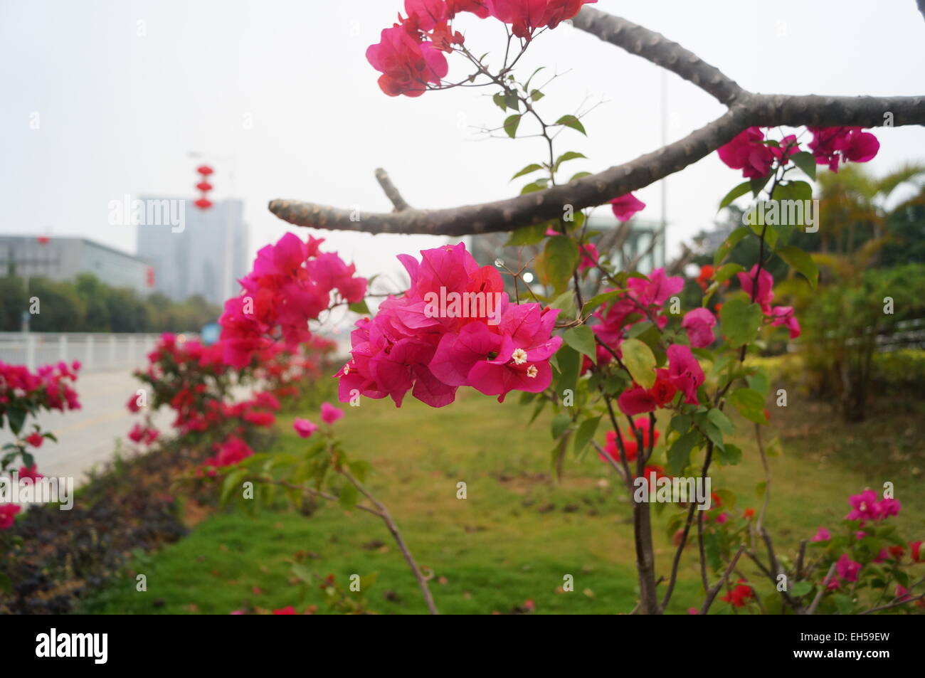 Triangle plum flowers Stock Photo Alamy