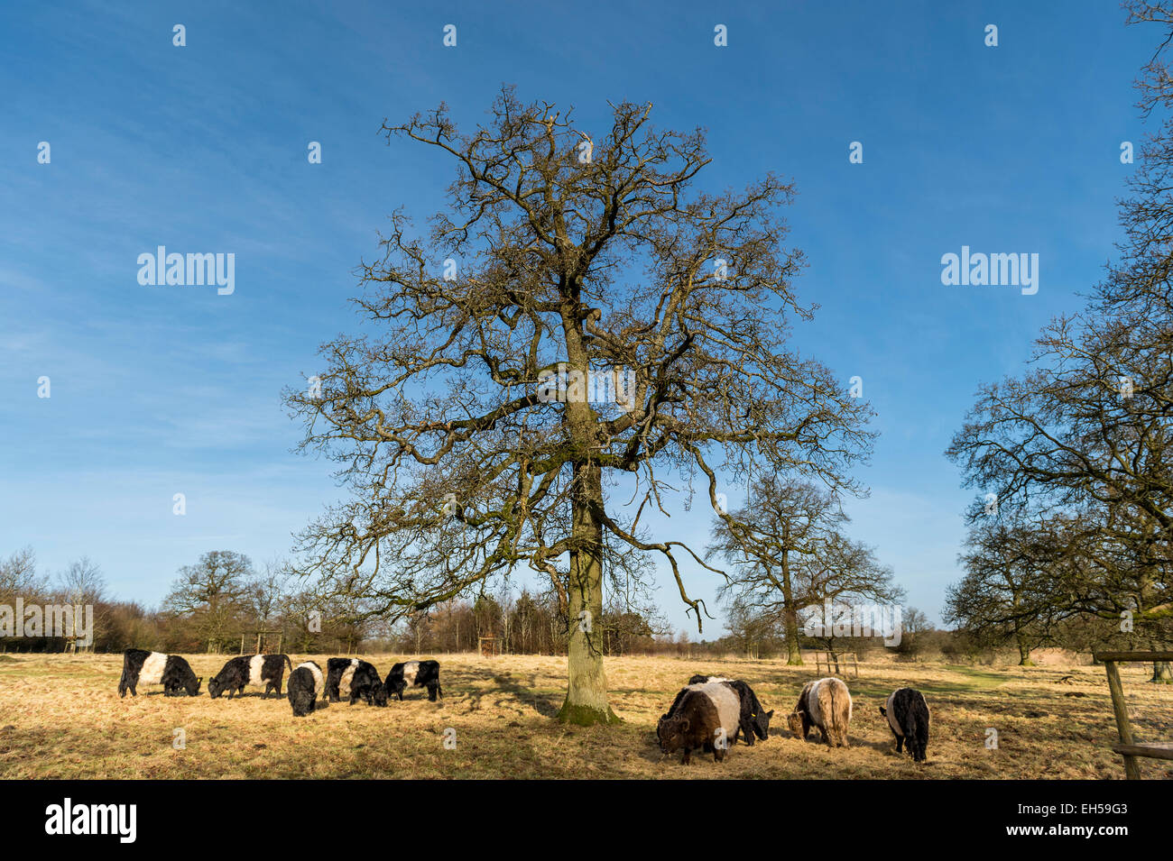A herd of Belted Galloway cows grazing under a tree in Crickley Hill Country Park, Cheltenham, Gloucestershire, England Stock Photo