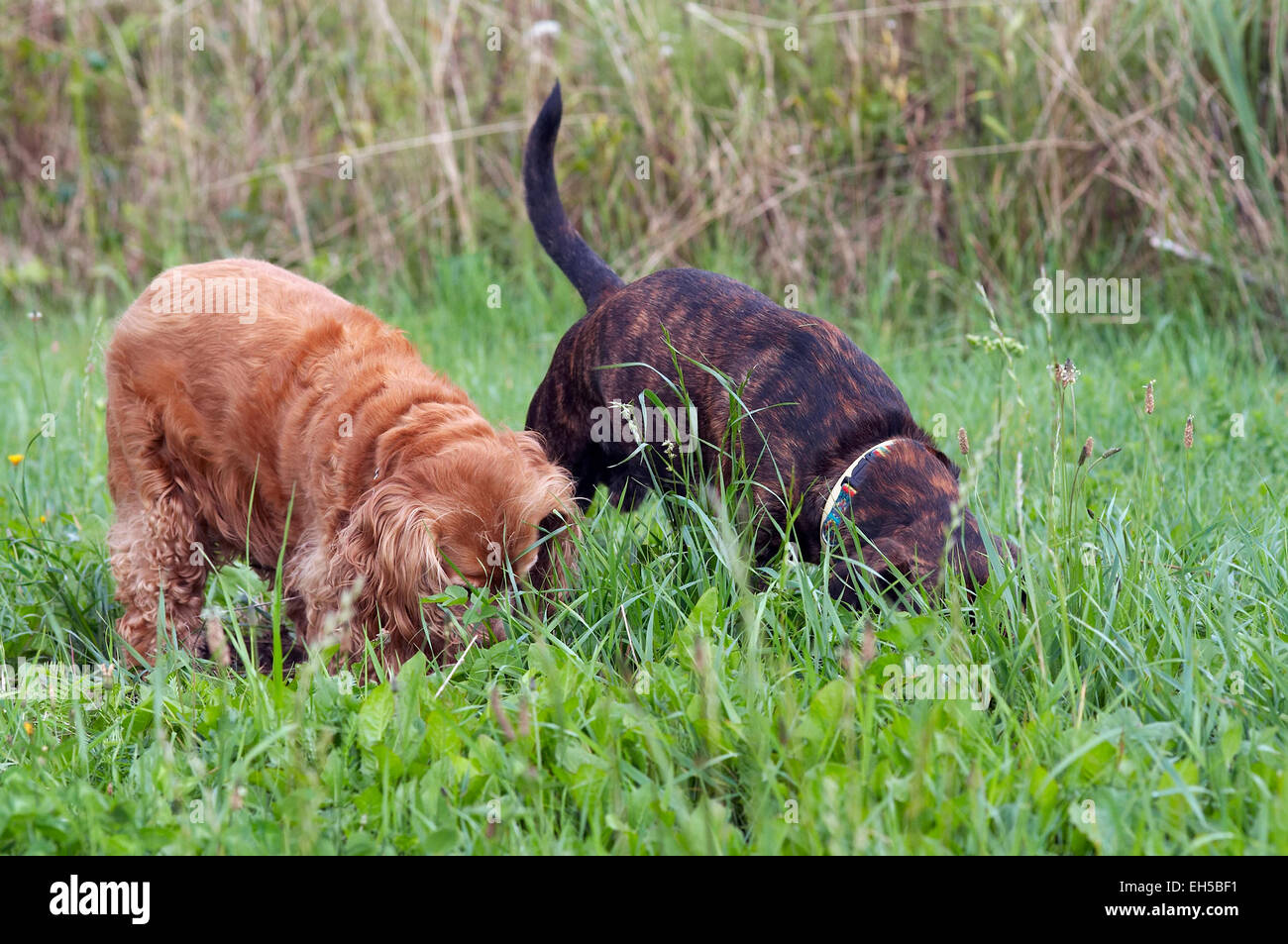 two burrowing dogs - earth dog Stock Photo