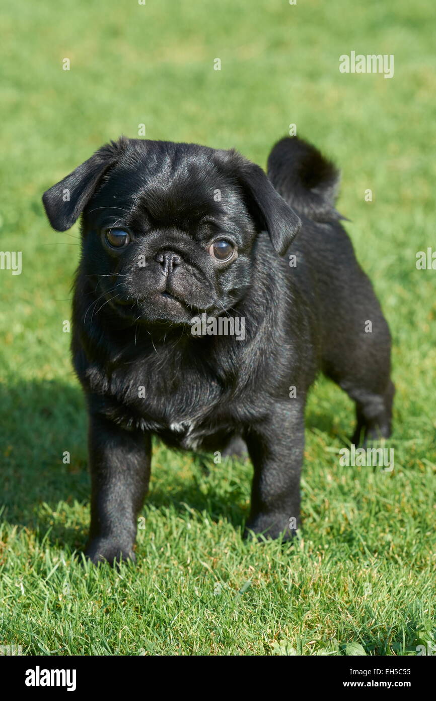 Black pug puppy Stock Photo