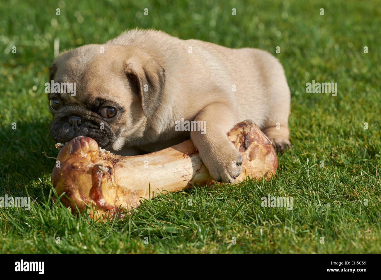 Pug puppy enjoying eating a bone Stock Photo