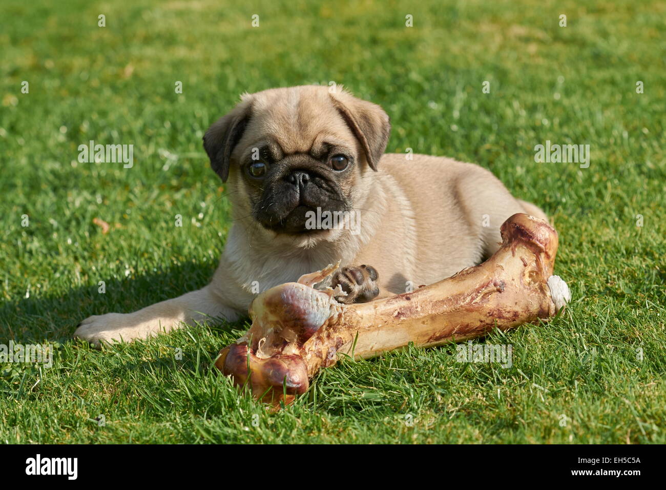Pug puppy with bone Stock Photo