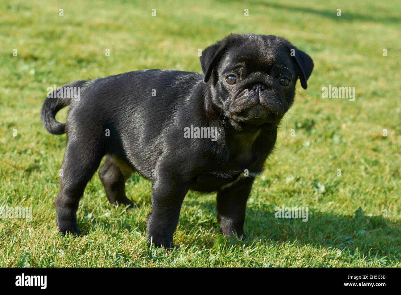 Black pug puppy Stock Photo