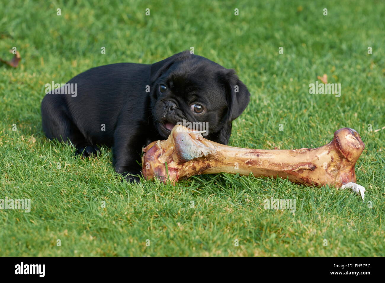 Black pug puppy enjoying eating a bone Stock Photo