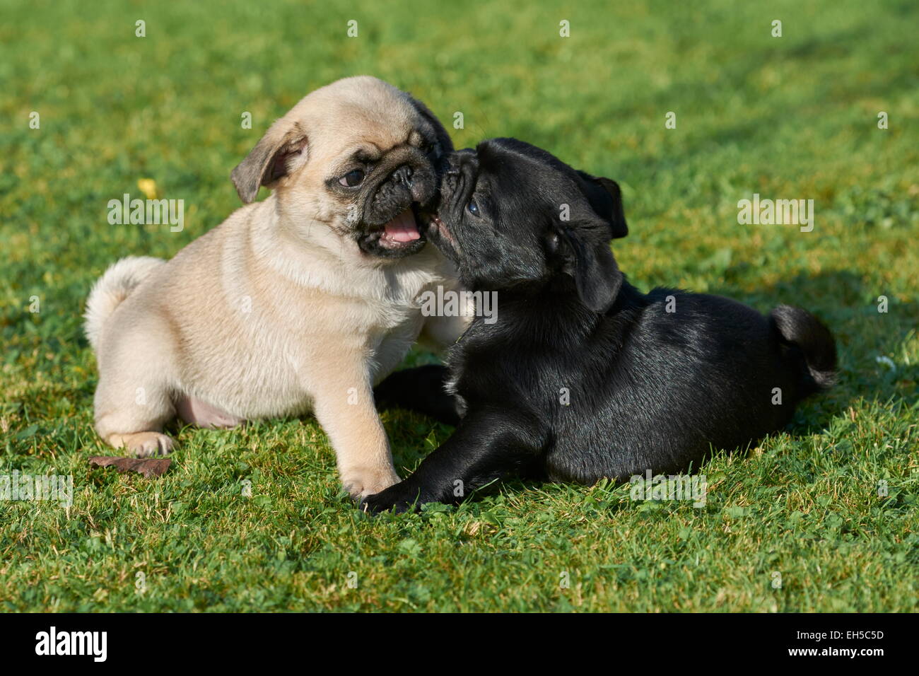 pug puppies playing