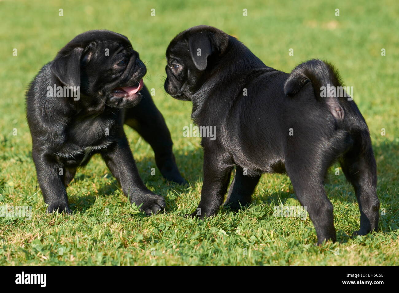 Black pug puppies playing Stock Photo