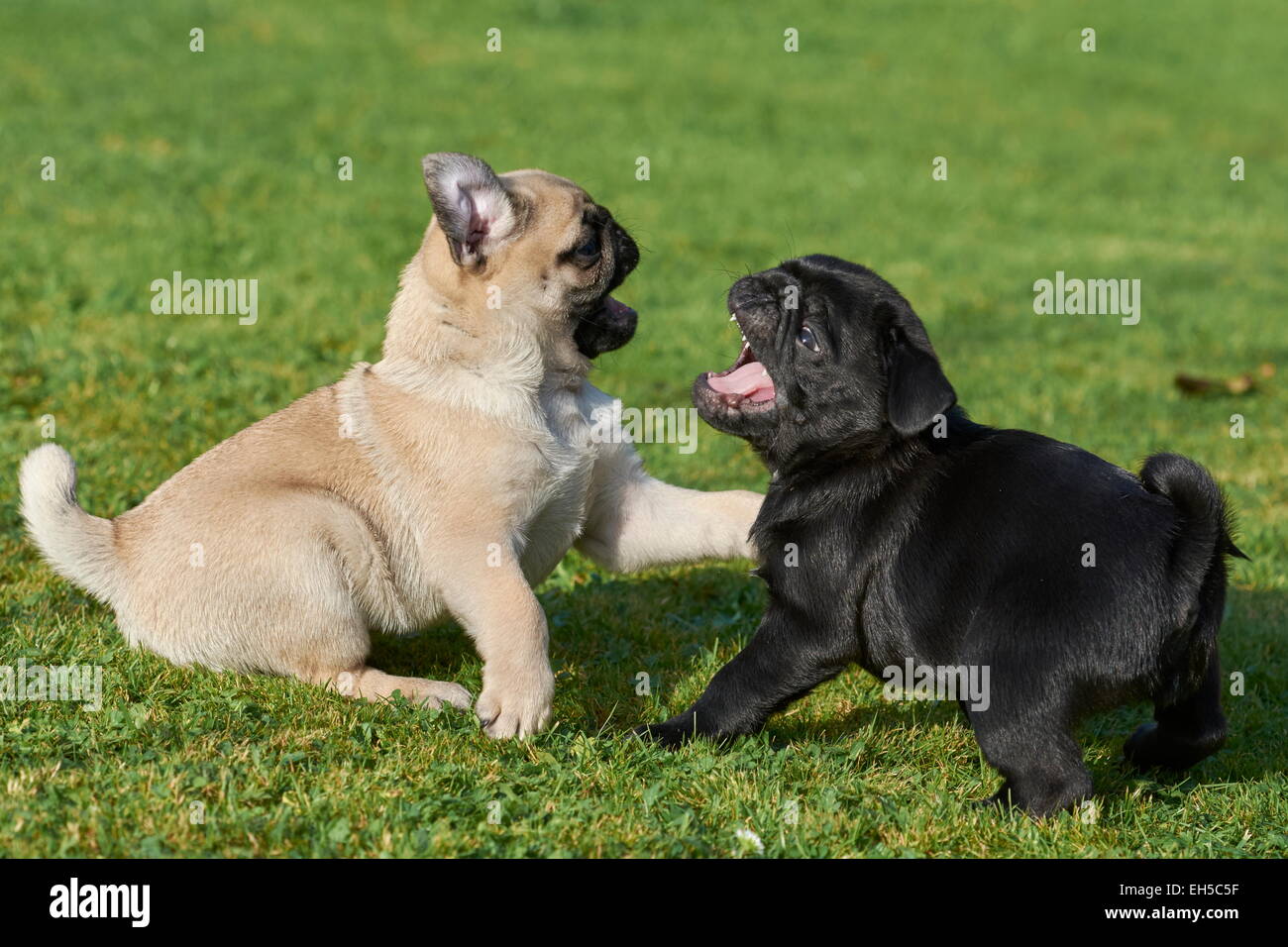 Beige and black pug puppies playing Stock Photo
