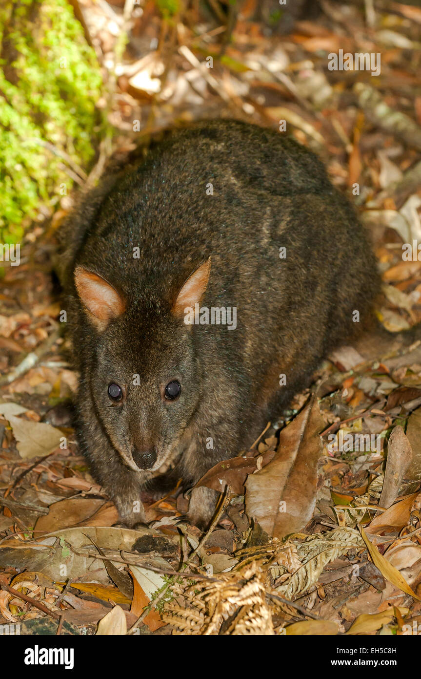 Bennett's Wallaby, Macropus r. rufogriseus Stock Photo