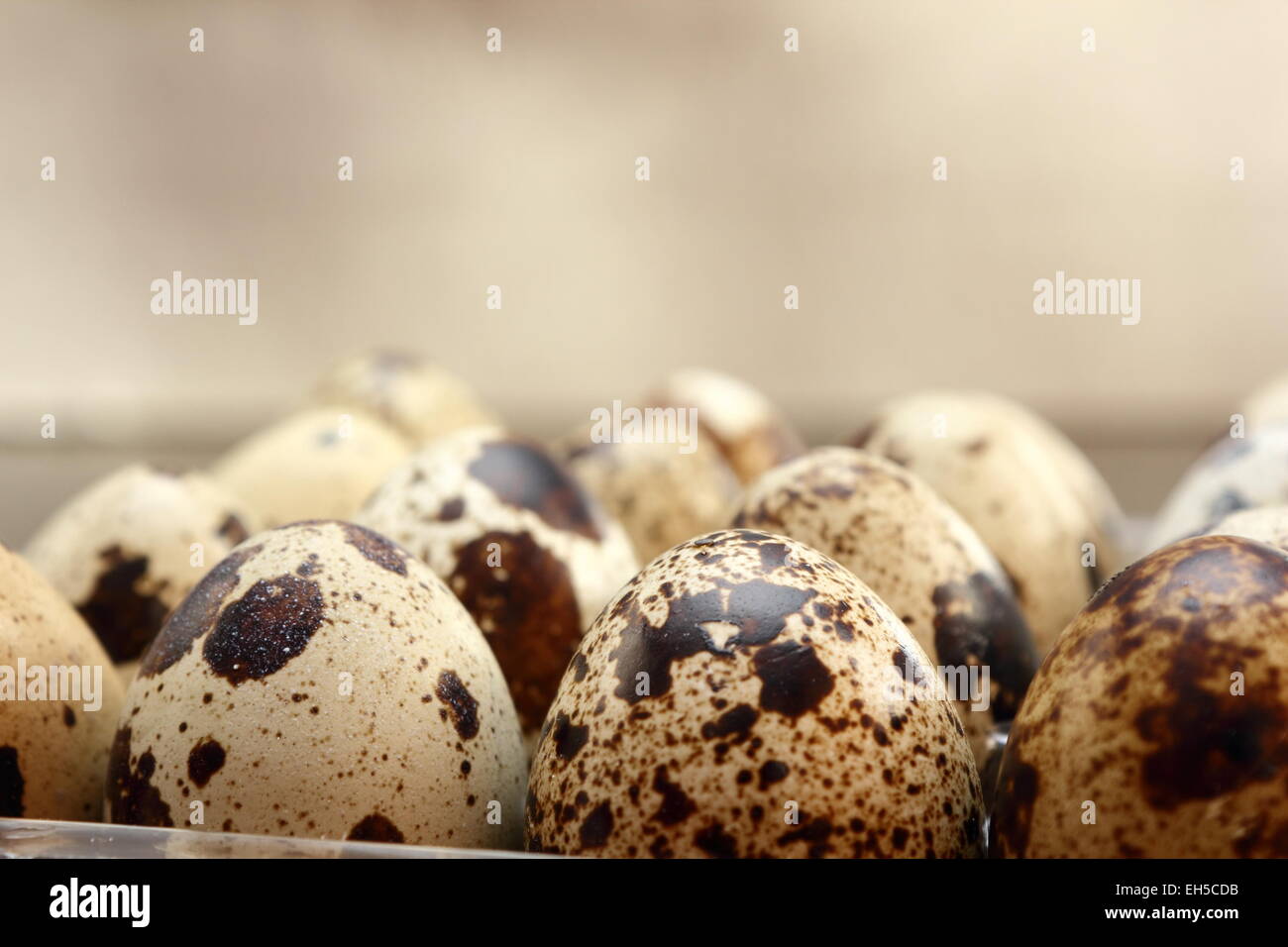 quail eggs at the farm Stock Photo