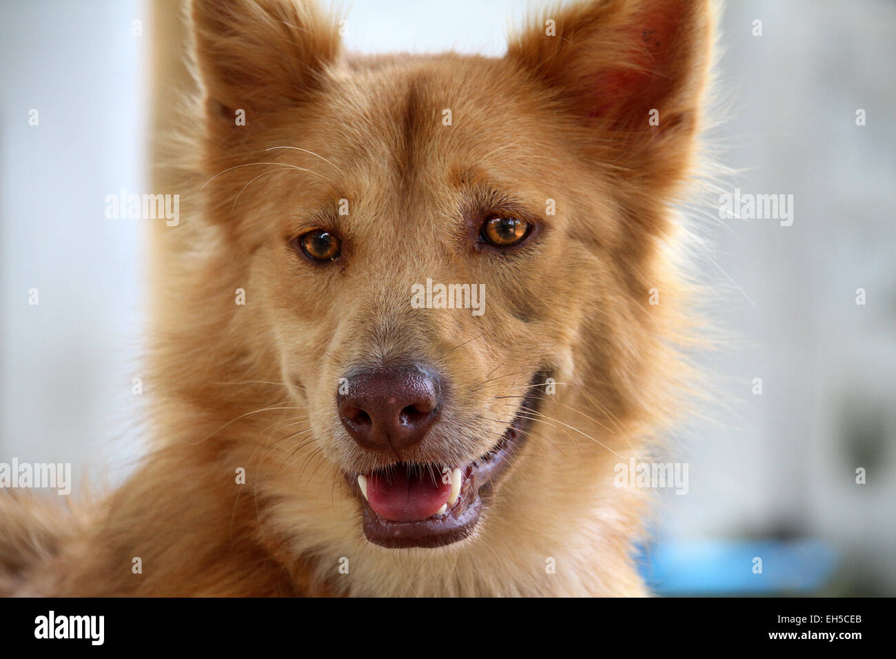 Red Long Haired Dog Stock Photos Red Long Haired Dog Stock