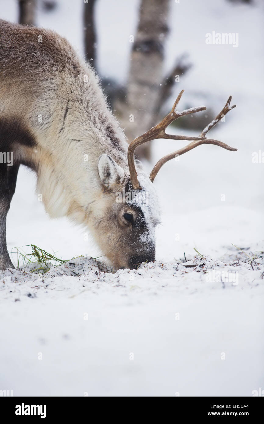 Reindeer eats grass in Norwegian forest a cold winter Stock Photo Alamy