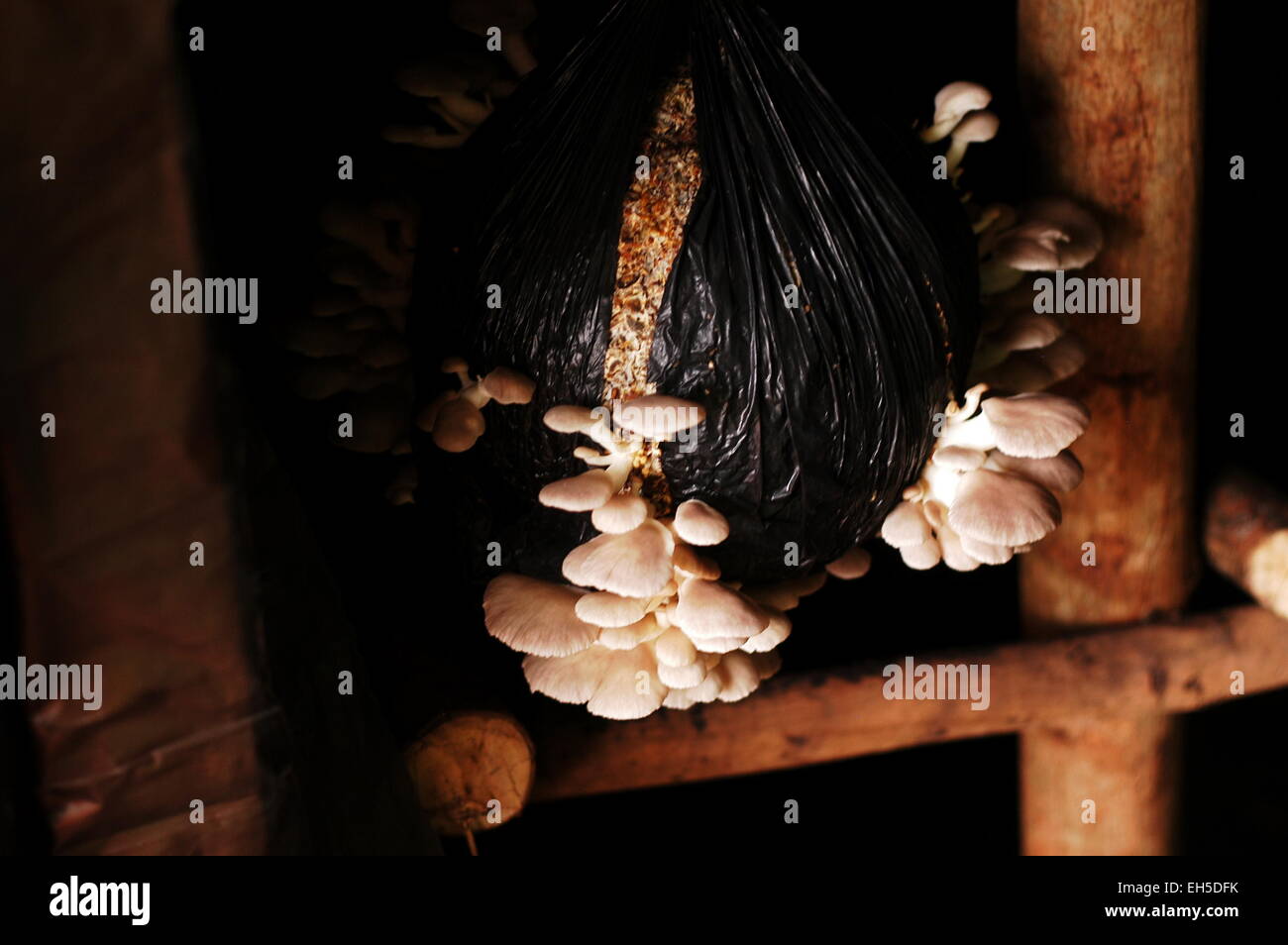 Sustainable farming solutions hi-res stock photography and images - Alamy