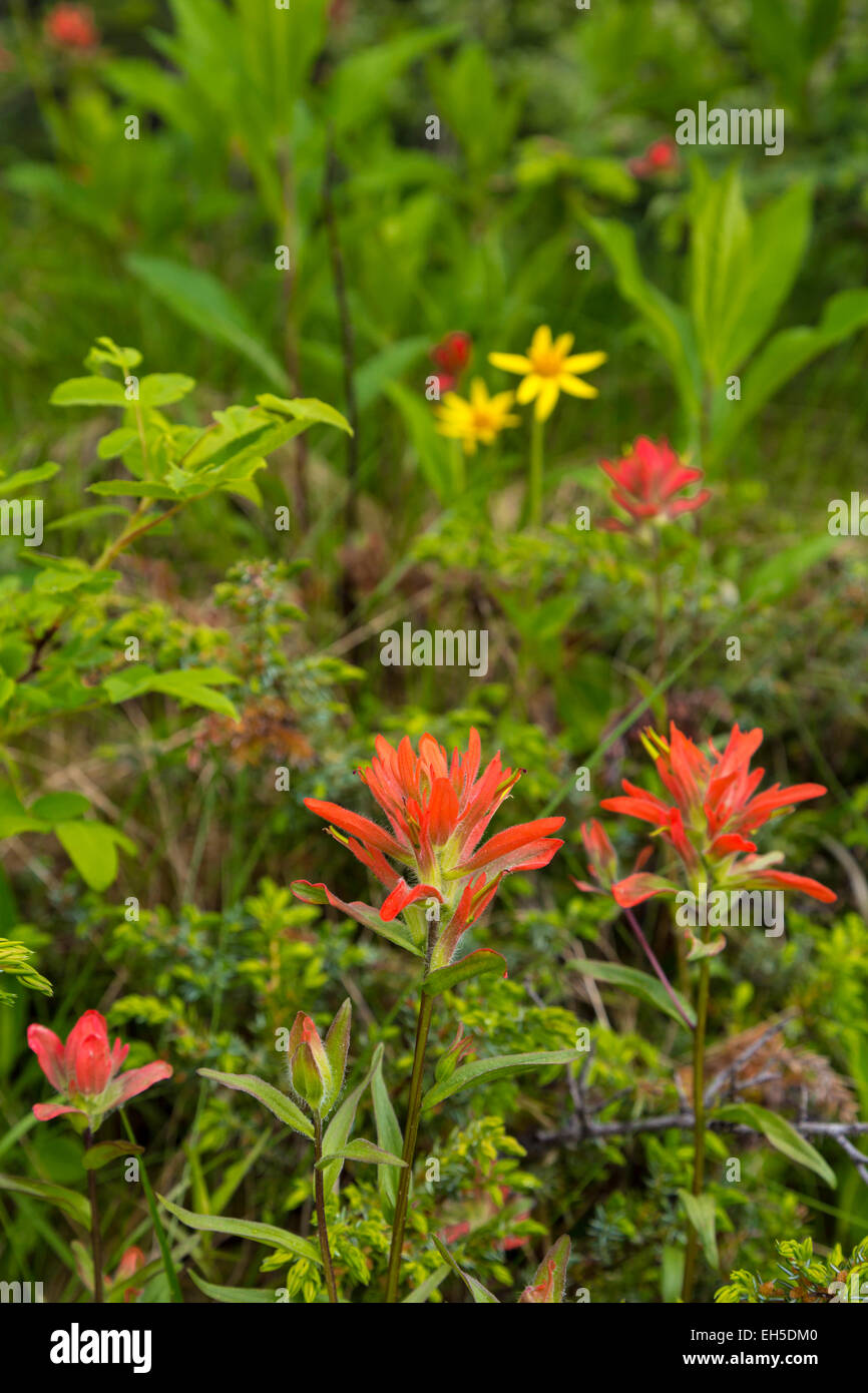 Indian paintbrush hires stock photography and images Alamy