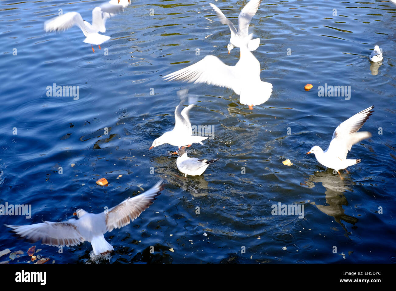 Seagulls fly over the Paddington canl, Kesal green, London Stock Photo
