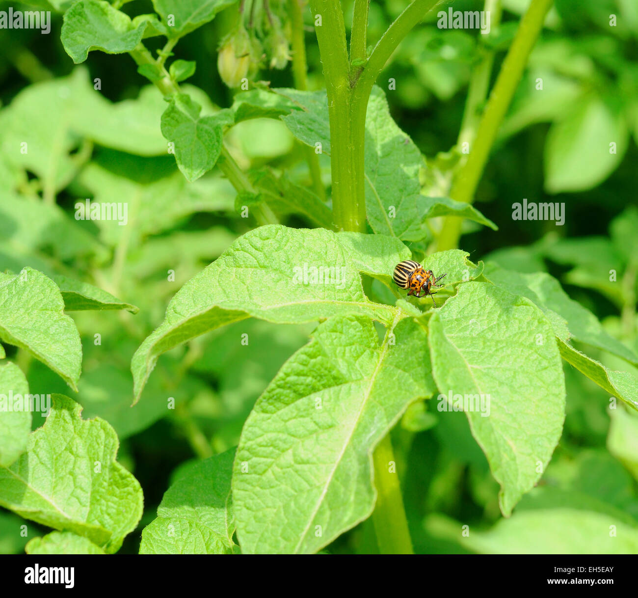 mature colorado bug on the potato bush Stock Photo