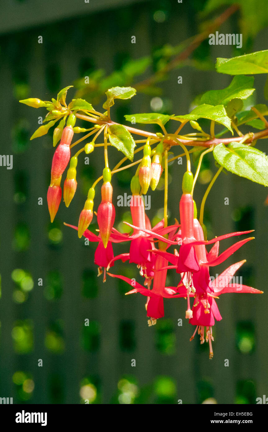 Fuchsia magellanica in Tasmanian Botanical Gardens Stock Photo