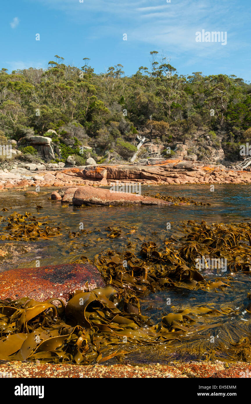 Little Gravelly Beach, NP, Tasmania, Australia Stock Photo