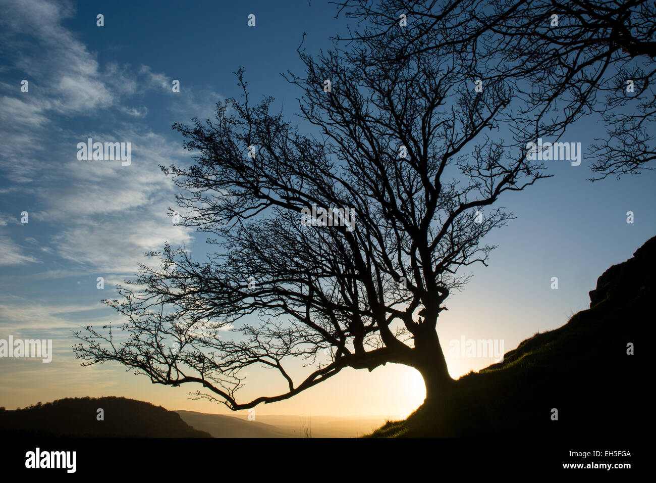 Silhouette of a tree in winter sunshine Stock Photo