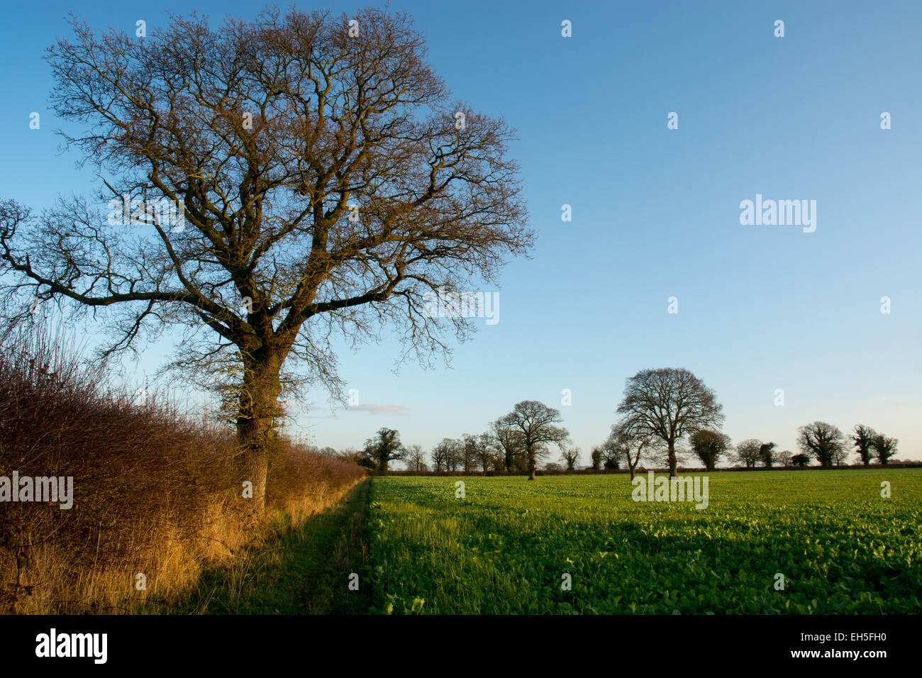 Turnip Field High Resolution Stock Photography and Images Alamy