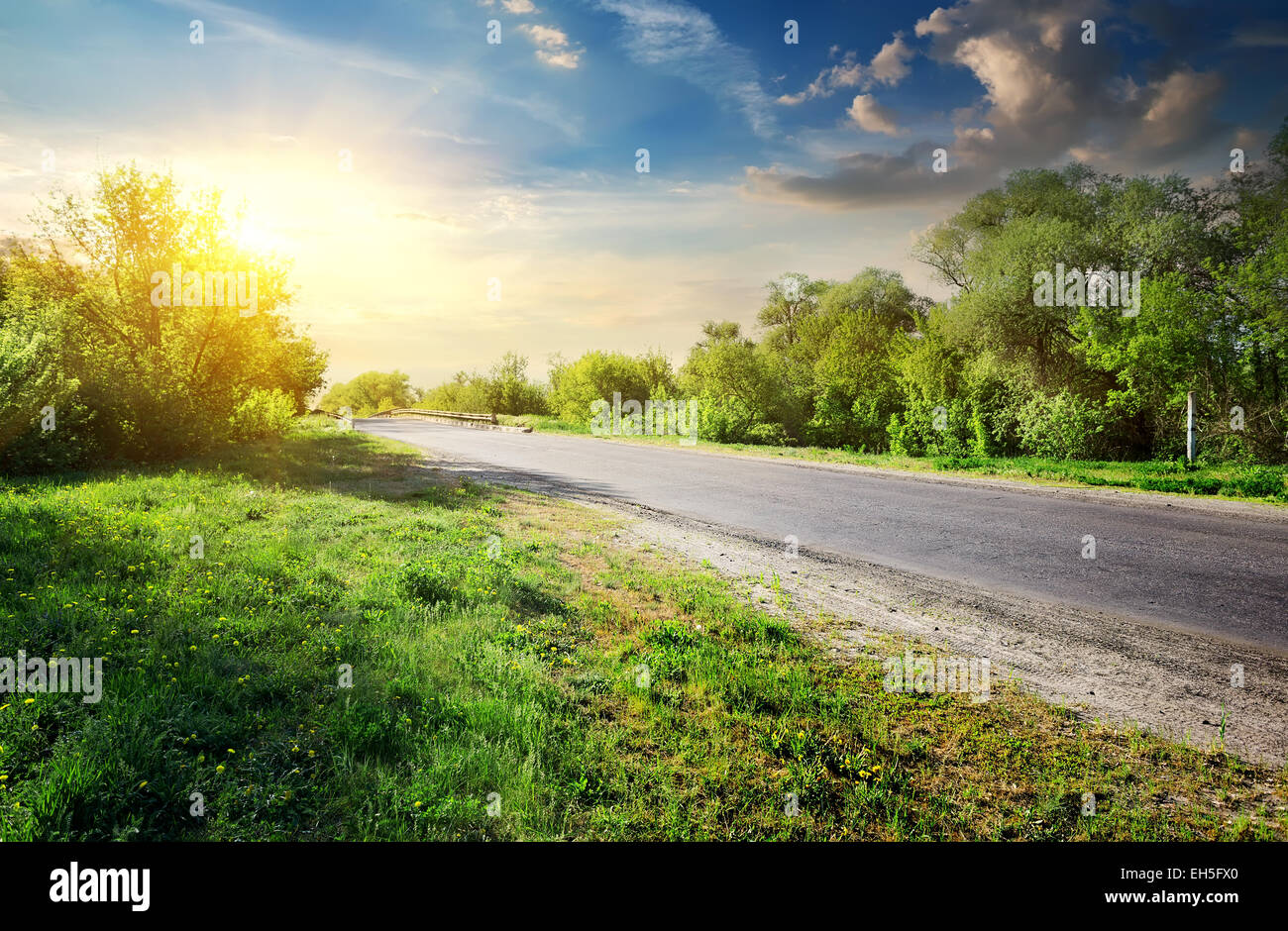 Green trees near asphalted road in sunny day Stock Photo