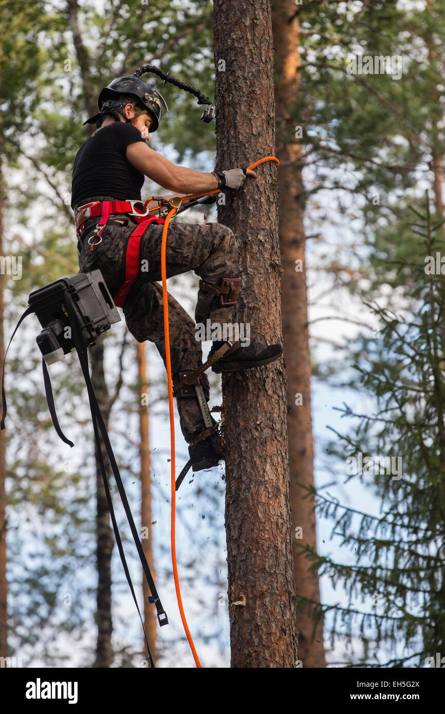 Tree climber ascending tree Stock Photo Alamy
