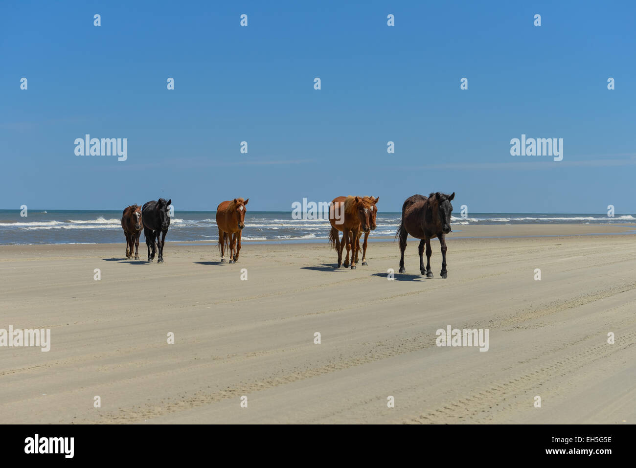 Spanish mustangs wild horses on the beach in north carolina Stock Photo