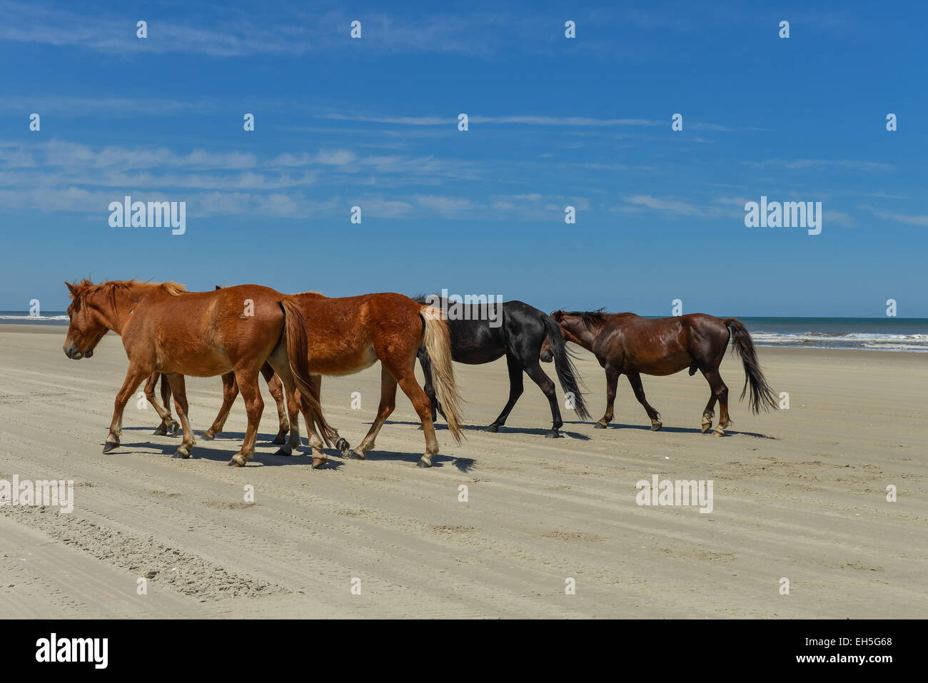 Spanish mustangs wild horses on the beach in north carolina Stock Photo