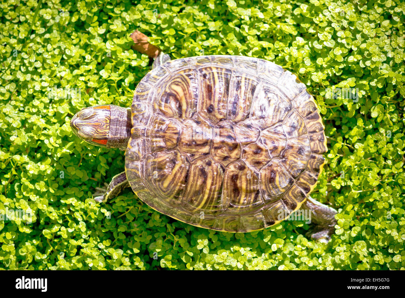 Red eared slider - Trachemys scripta elegans turtle Stock Photo