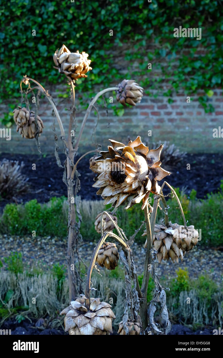 ripe globe artichoke plant  Free stock photos - Rgbstock - Free