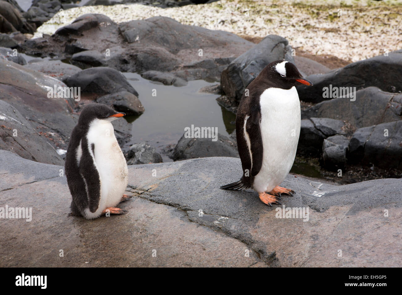 Antarctica, Goudier Island, Port Lockroy, adult, and young gentoo penguin chick on path of British base Stock Photo