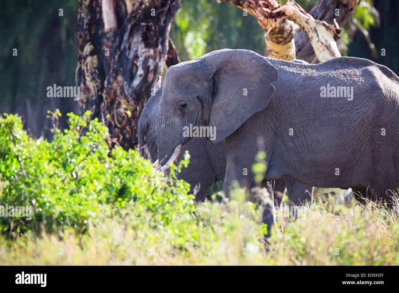 Large elephant eats in Serengeti Stock Photo