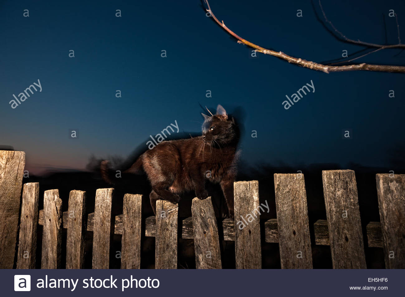Black Cat Hunting Stock Photos & Black Cat Hunting Stock Images - Alamy