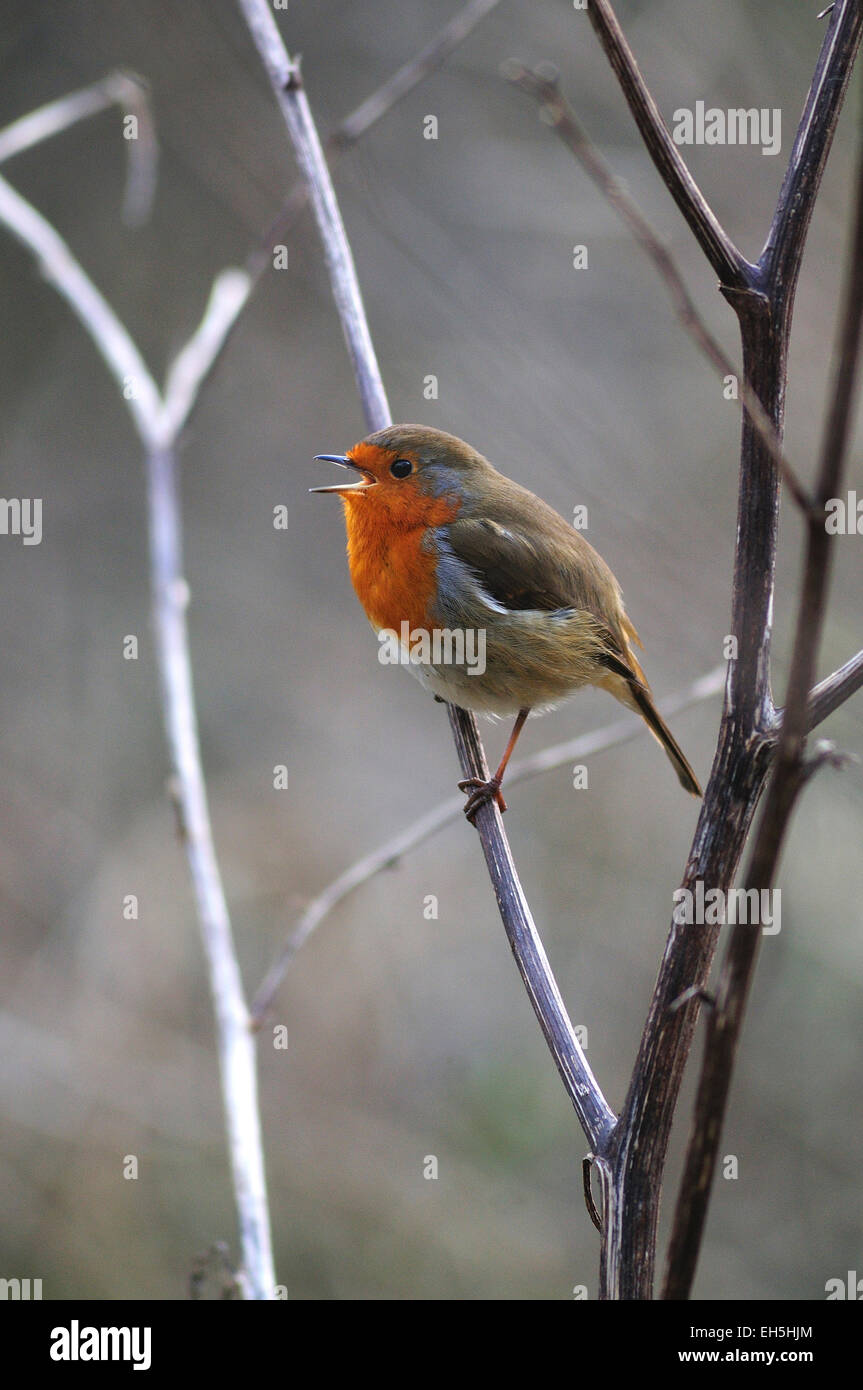 A robin singing UK Stock Photo Alamy