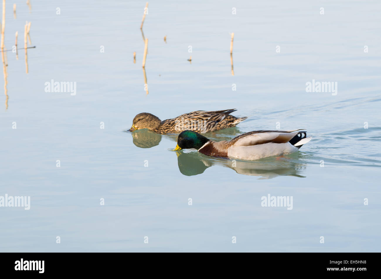 Pair of Mallard Ducks Swimming in Balaton Lake Stock Photo