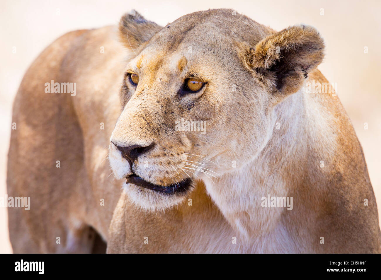 Close up of one large wild lioness in Africa Stock Photo