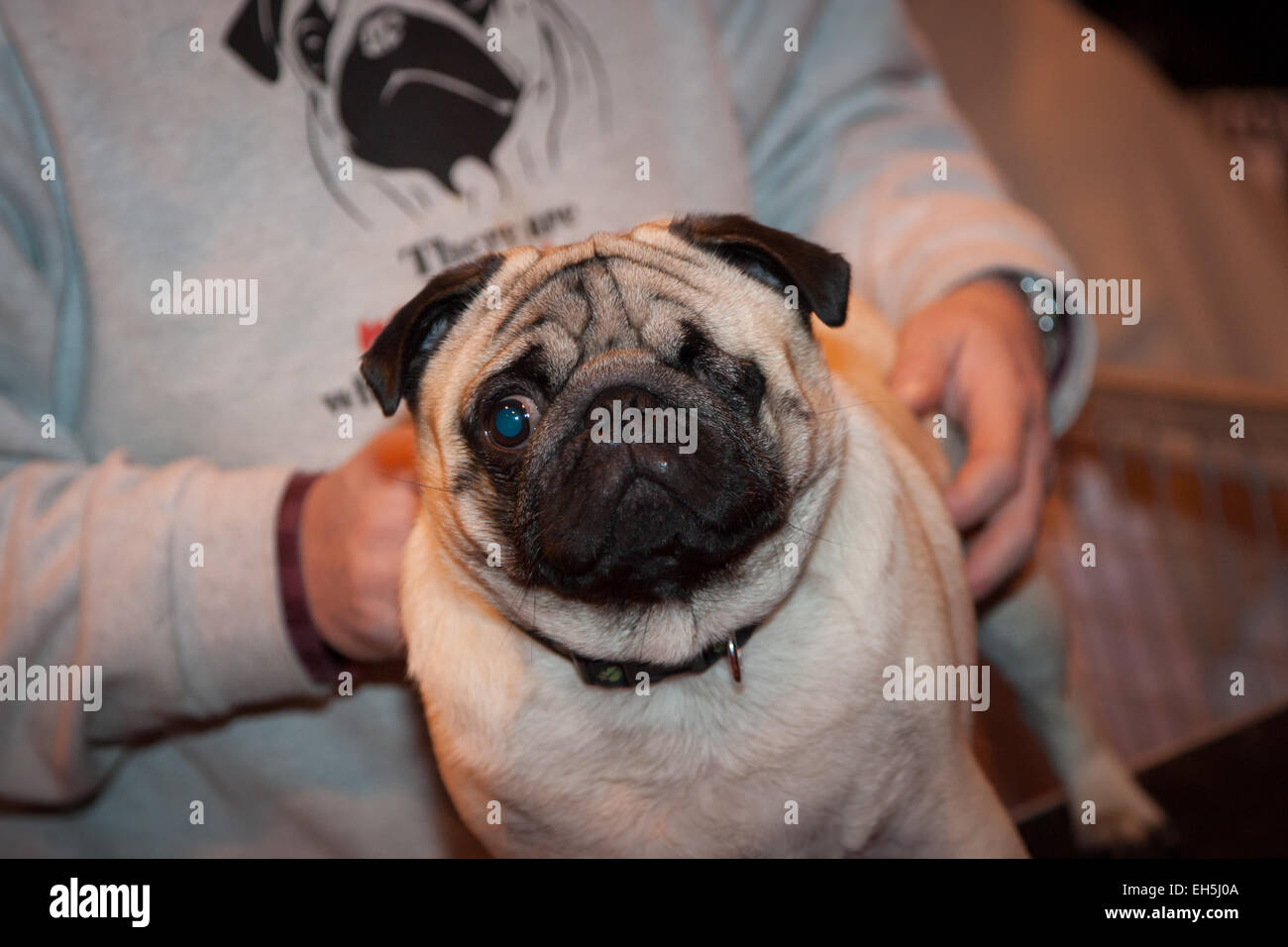 Crufts 2019 pugs 2025
