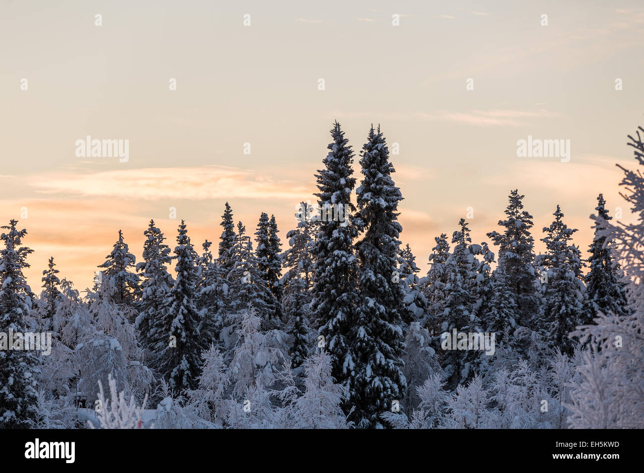 Frozen snowy winter forest scene Stock Photo - Alamy